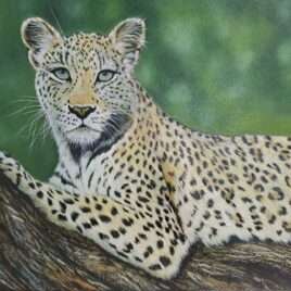 AAA Annual 2023 | Neelu Dole - Leopard Resting