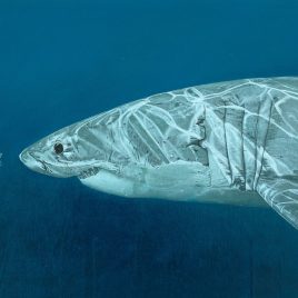 Alexander Art Academy | Oceana Exhibition | Michael Venter - Just Cruising