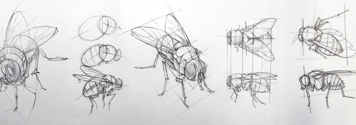 Alexander Art Academy | Drawing Shapes - Header