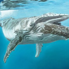 Alexander Art Academy | Oceana Exhibition | Michael Venter - Deep Blue