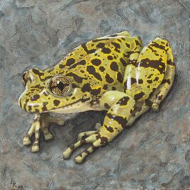 Alexander Art Academy Showcase 2026 | Laetitia Koen | Cederberg Ghost Frog