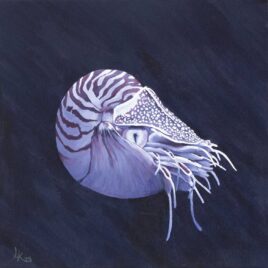Alexander Art Academy Showcase 2026 | Laetitia Koen | Nautilus