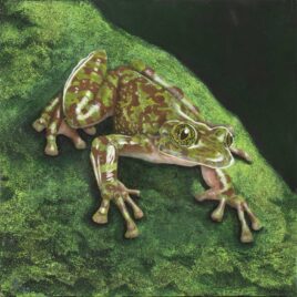 Alexander Art Academy Showcase 2026 | Laetitia Koen | Table Mountain Ghost Frog